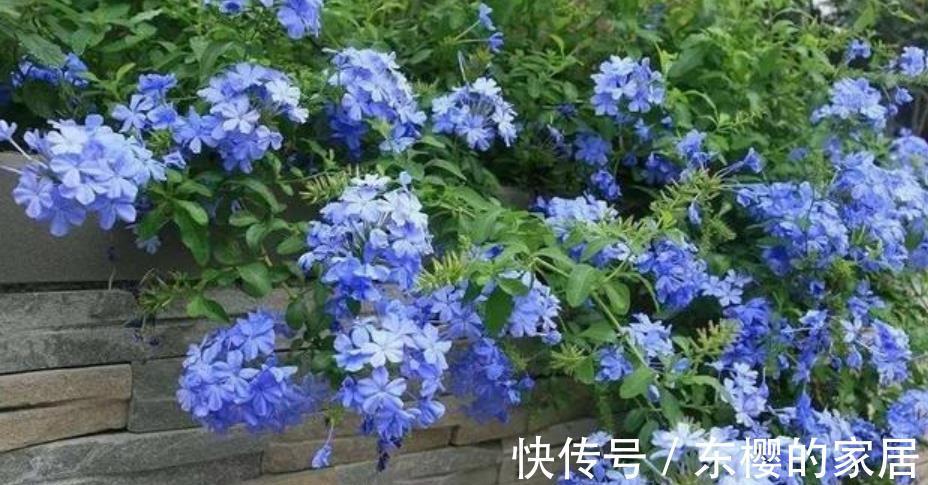 三角梅|夏天“富养”的4种花,越热越要补“大肥”,才能开花一茬接一茬