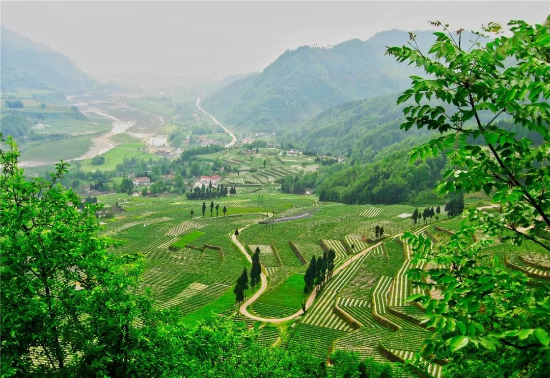 龙门山脉|走进天府旅游名村｜枕山望水，茶香悠悠