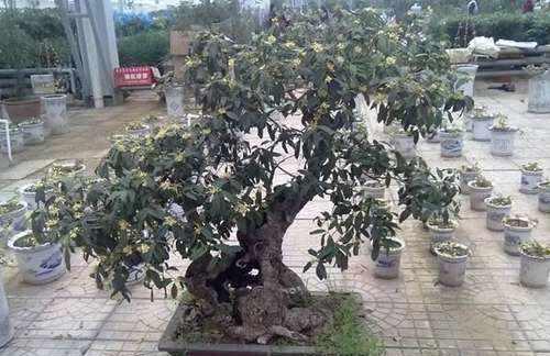 盆栽桂花夏季这样管理枝繁叶茂 花芽冒个不停 到了秋天满园飘香 快资讯