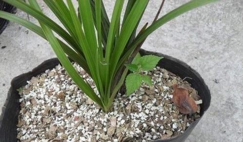 松塔松塔|盆里扔2样东西,虫子全死光,叶子油光瓦亮,花苞挂满枝头!