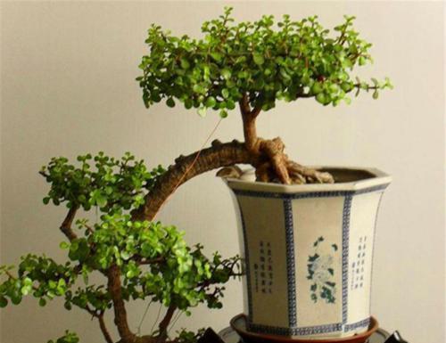 老桩|养金枝玉叶盆景,满足3个要点,长成传家宝,最后一点很关键