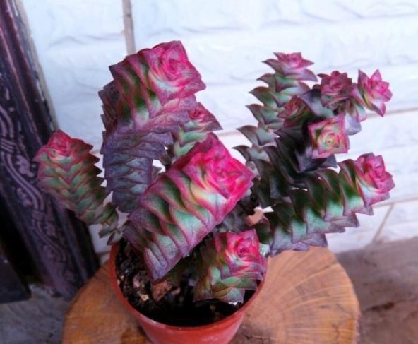  谈谈|谈谈多肉扦插，这5点不要忽略，或许可以提高多肉扦插成活几率