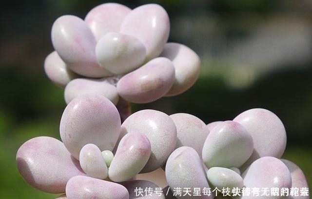 经典|适合新手养护的4款经典多肉,便宜好养易上色,花友几乎都养过