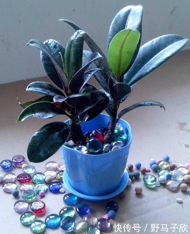 给家里选择“5种”耐荫花,养10年都翠绿、茂密,太省心了