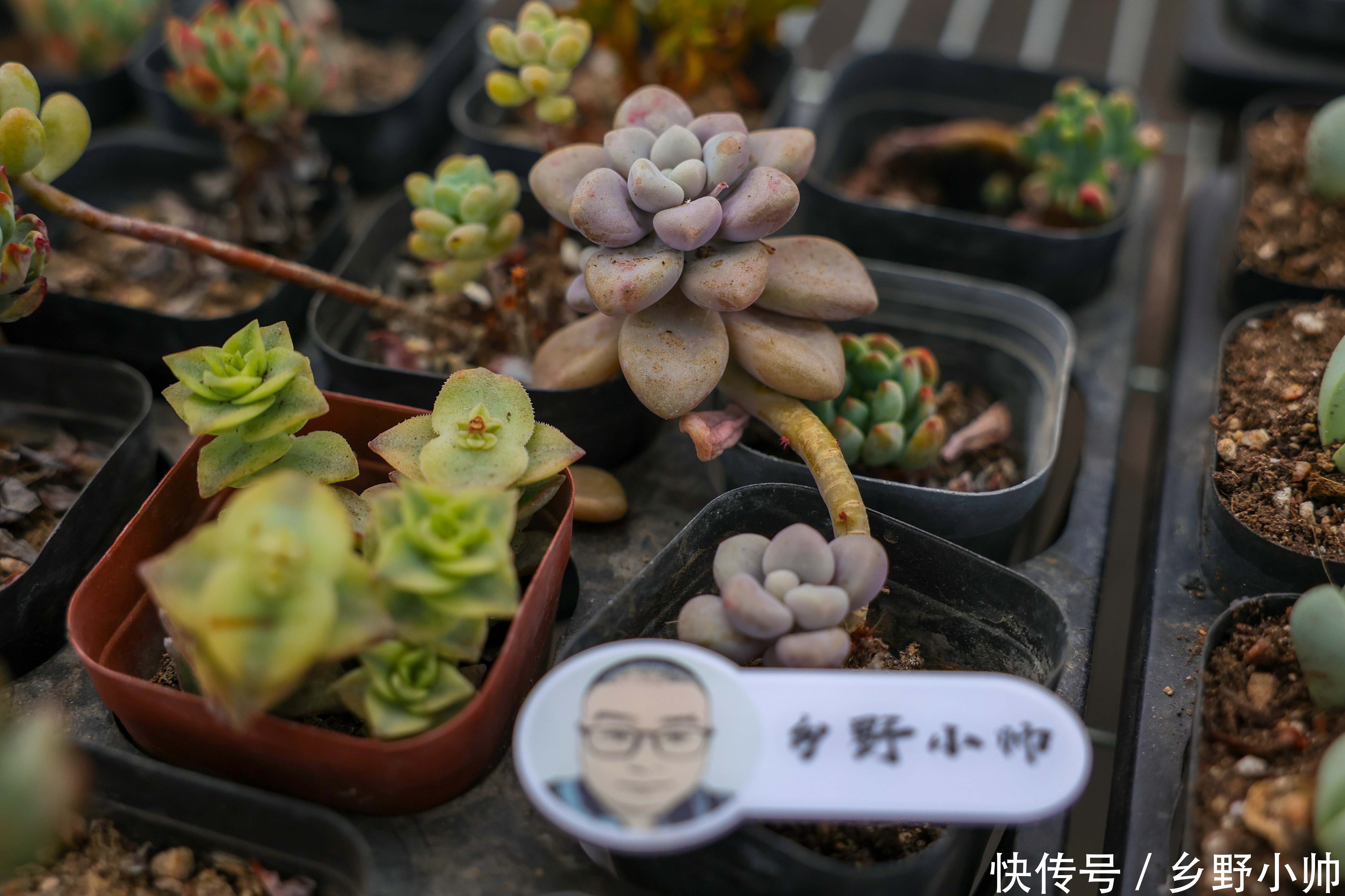 多肉植物|下边几种多肉，叶片很小，状态却美翻了