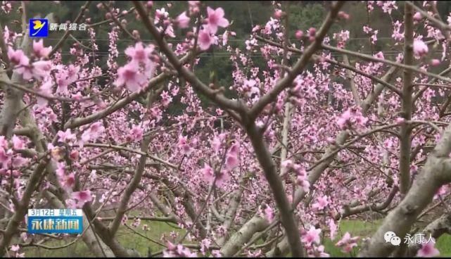 春风十里桃花灼灼，一起来赏花吧！