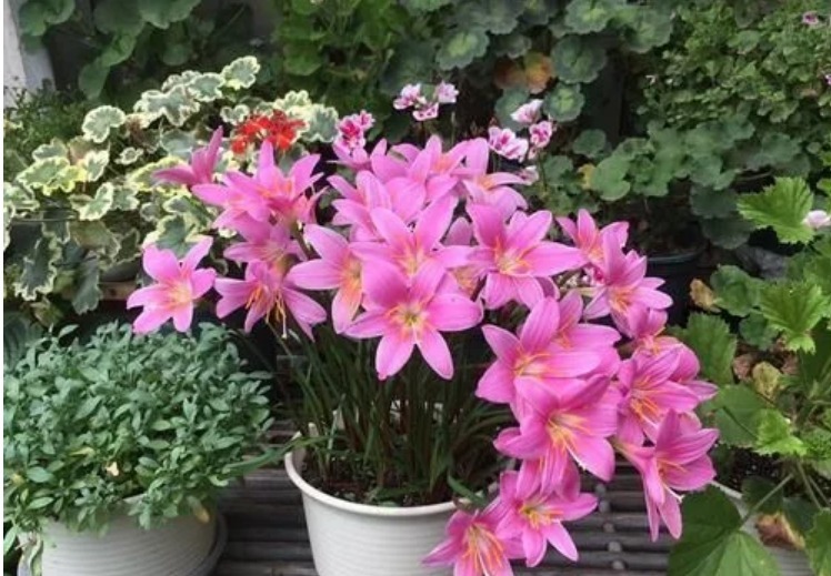 家里养这几款植物，四季开花不断，花开美艳动人，懒人必备花草