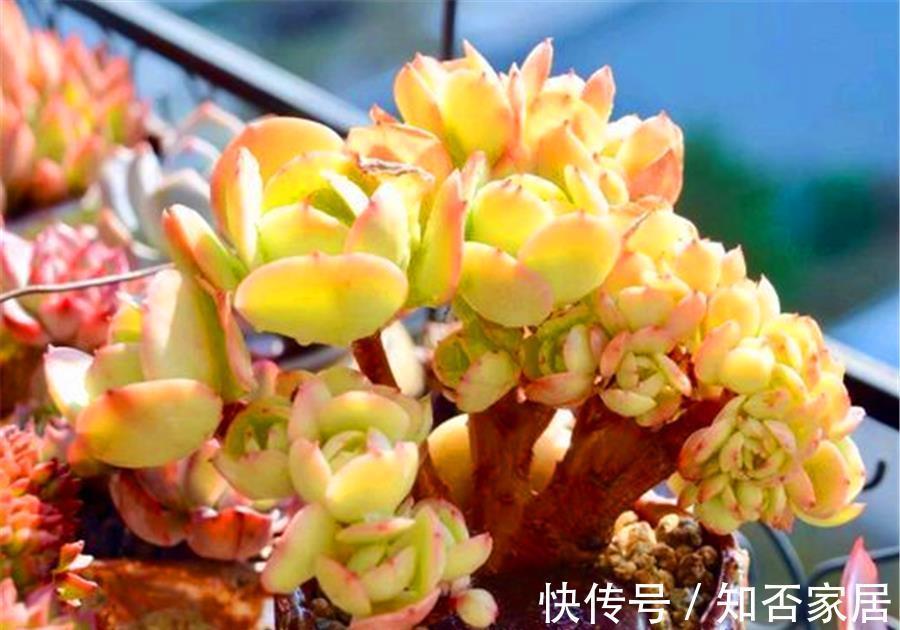 光照|多肉碧桃黑腐如何处理?3个步骤轻松解决,叶片健康颜色美