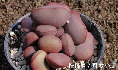 多肉养来养去总长不大,是这里出问题,肉友请来看这里