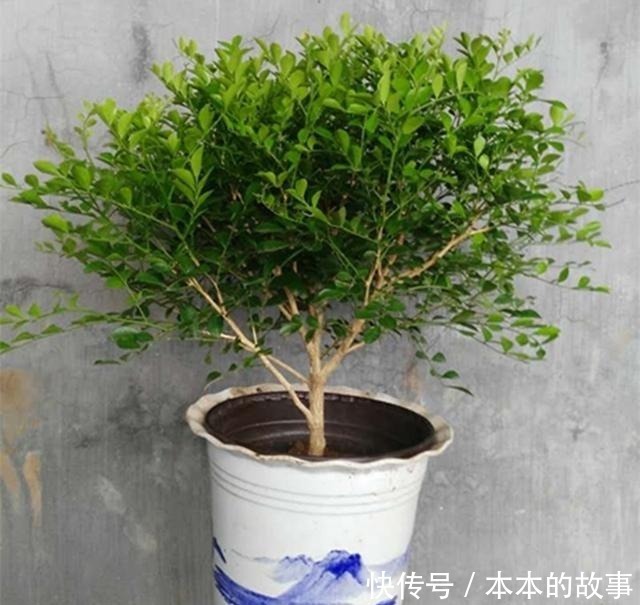 花卉|我国“最香”盆栽花卉,净化空气效果好,房间摆1盆,熏得一室香