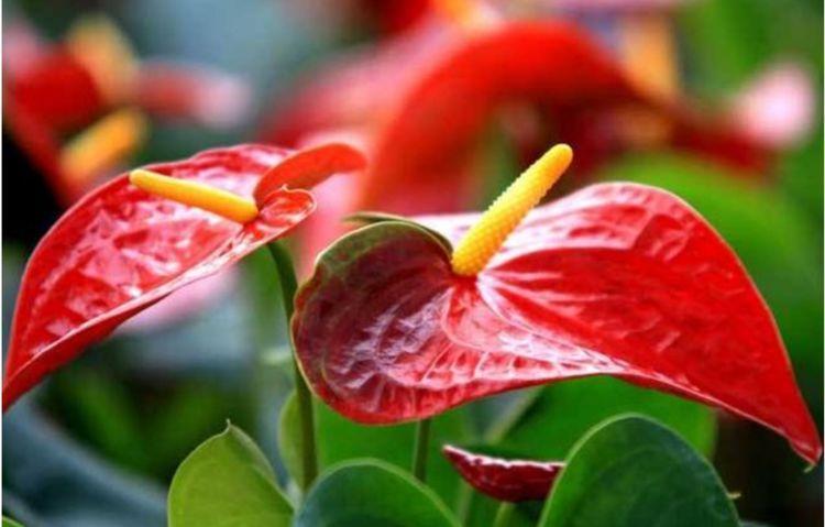 5种花开花最灿烂，全年开花不停，花色艳丽，花开枝繁叶茂