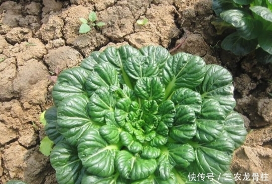 乌踏菜种植时间及方法