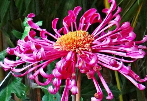 几款花朵,花期长易成活,常年开花不断,观赏性强,芳香满阳台