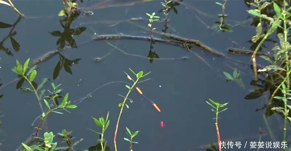 漂相|冬季钓鲫鱼,七星漂钓组提升灵敏度的几个方法,轻微漂相也能中鱼