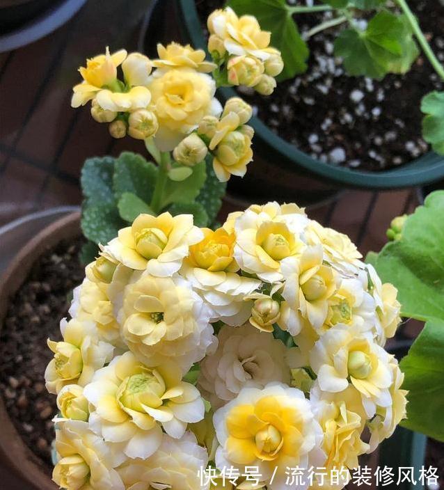 此3种花，物美价廉颜值高，养护简单易爆盆，特别适合新手养