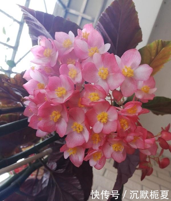 开花最勤的室内盆栽,全年开花,观赏价值高,栽培容易,值得入手!