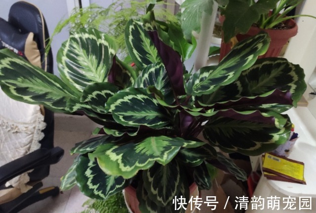 养花需要酸性土?这么一处理,好似变戏法,马上就有了