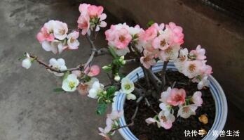 小小院子种棵“它”,一到冬天就开花,成小区里一道亮丽的风景!