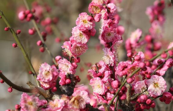 11种花一定不要再修剪，剪了影响开花，别大意