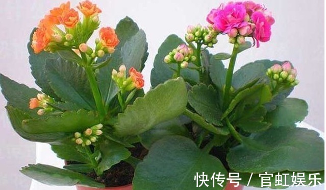 长寿花盆栽用以下方法扦插繁殖,15天长出新植株,花苞呼呼长!