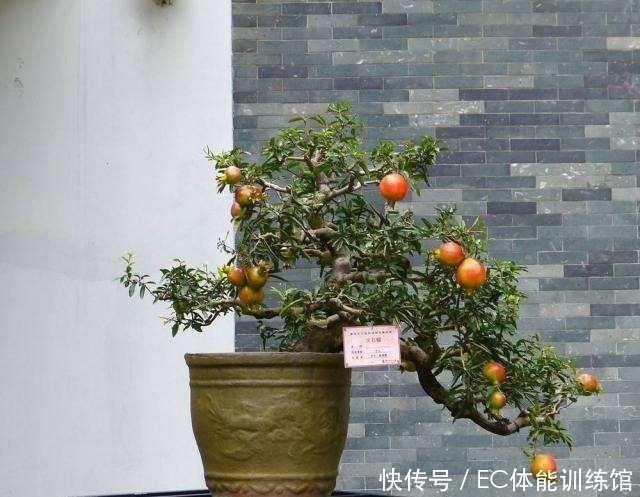 修剪|不值钱的“小树苗”,养几年越来越有“富贵气”,1盆上万元!