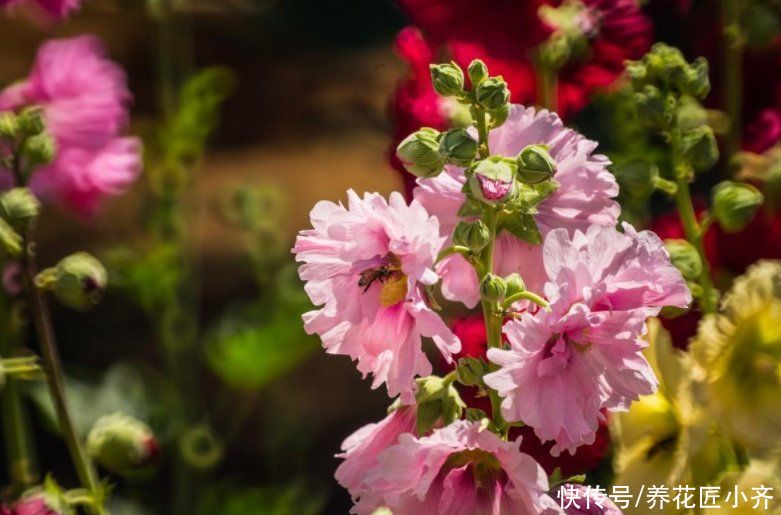 春天养这7种花，撒几粒种子，很快就能花开满园，关键是好养