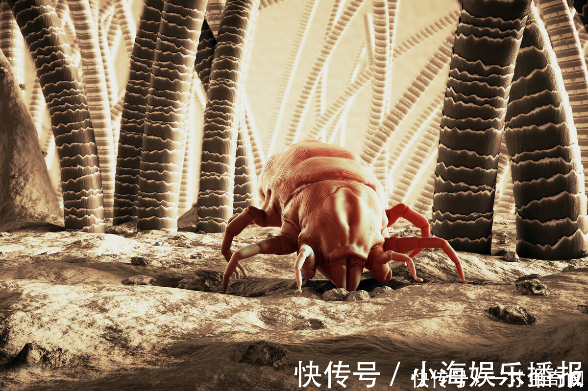 毛发|刚打扫完室内卫生,就又出现了尘絮,这些灰尘是怎么凭空出现的?