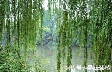 柳丝!杜牧的三首咏柳诗情深意浓,风格各异,耐人寻味