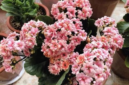 茉莉花|家里养花不用“多”,3盆轮流开一年,家里小清新,四季花不断