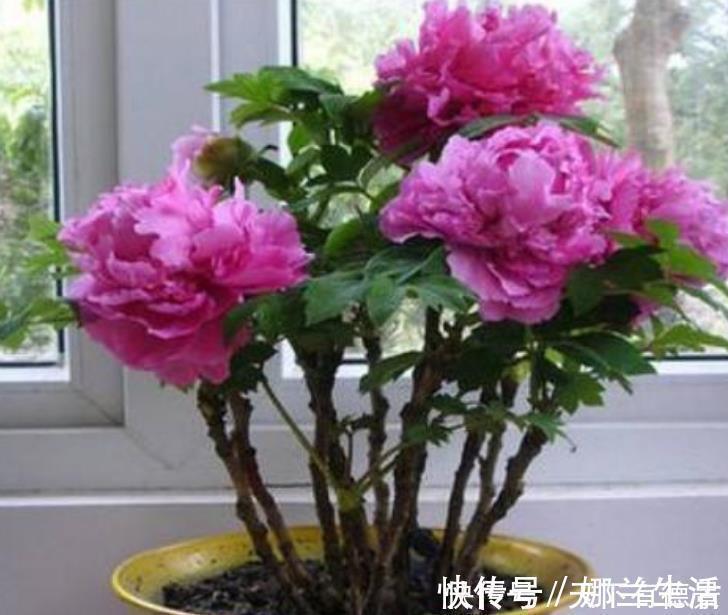 养花就养这几款,全年开花不停,花香四溢飘满屋,美