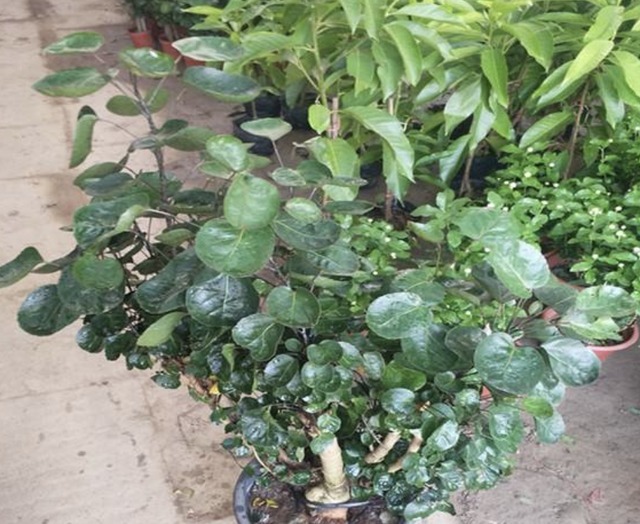 独特的“三种花”,过年时养2盆,寓意招财、旺运,枝叶好看!