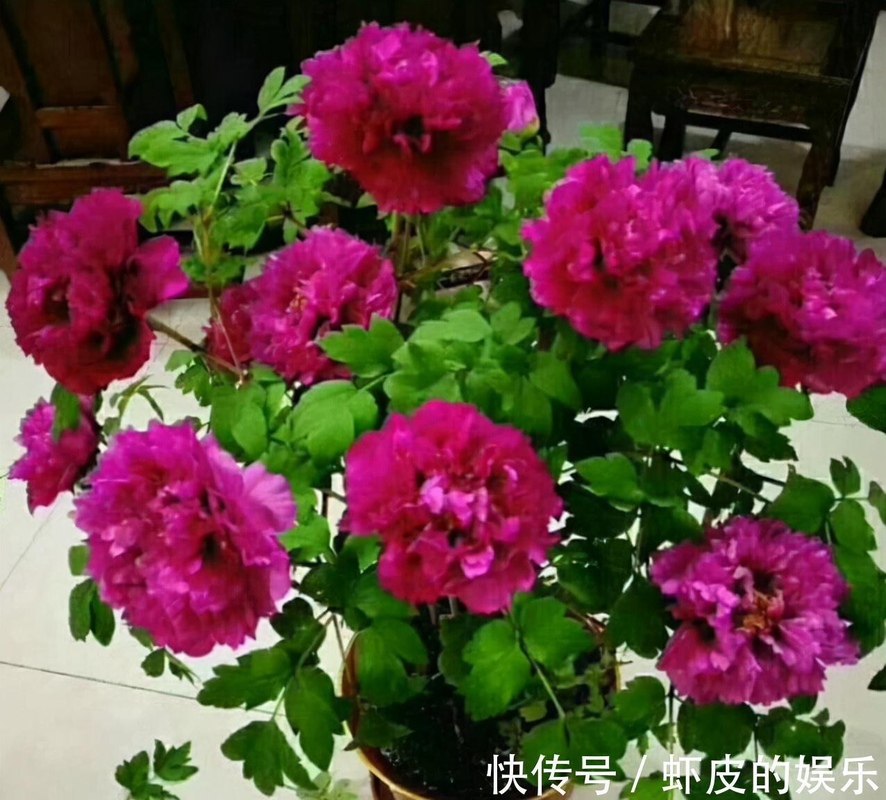 牡丹花|元旦前,“七种花”赶紧搬到阳台上冻一冻,生长茂盛,花苞呼呼冒