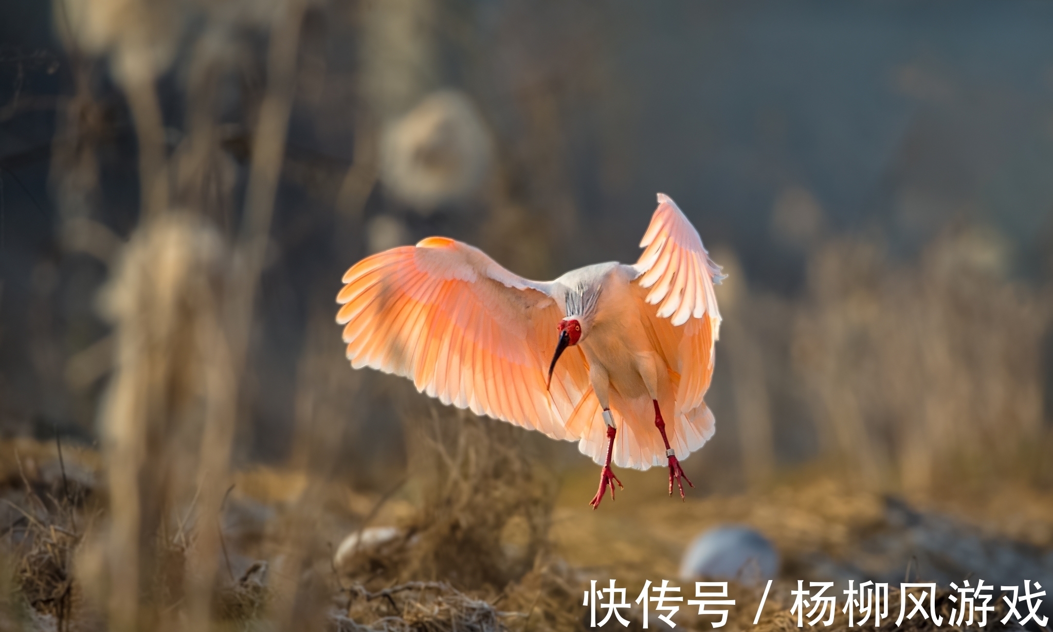 秦岭国家植物园|陕西冷知识：关于陕西这24个世界之最和中国之最，你还知道哪些？