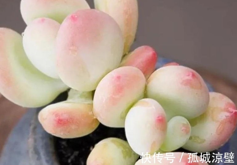 新手小白养多肉最怕这些坏毛病