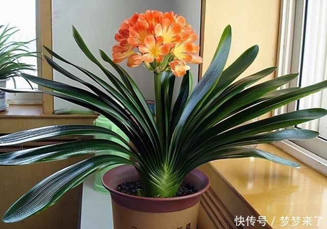 花箭|君子兰一个花箭“孤零零”?搞个小破坏,挤出壮观的“大群兰”