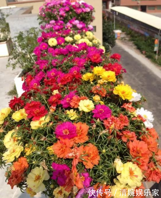 咋“折腾”都不死的4种花,越修剪越旺,很难养死