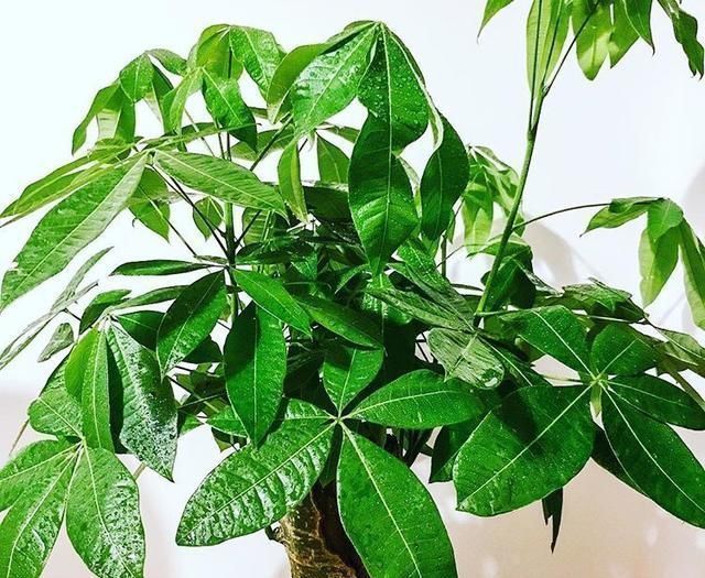 发财树|这“3种花”,“病菌”全都怕,养一盆在家,大人孩子少生病