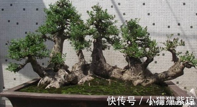 小知识|野生下山桩，挖掘时需注意几个事项，方可确保成活，不会就别挖！