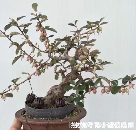 满山都是“羊奶果”，不能错过的盆景树种，做成盆景别具一格！