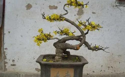要想迎春盆景顺利过冬，花苞饱满，定要注意几点