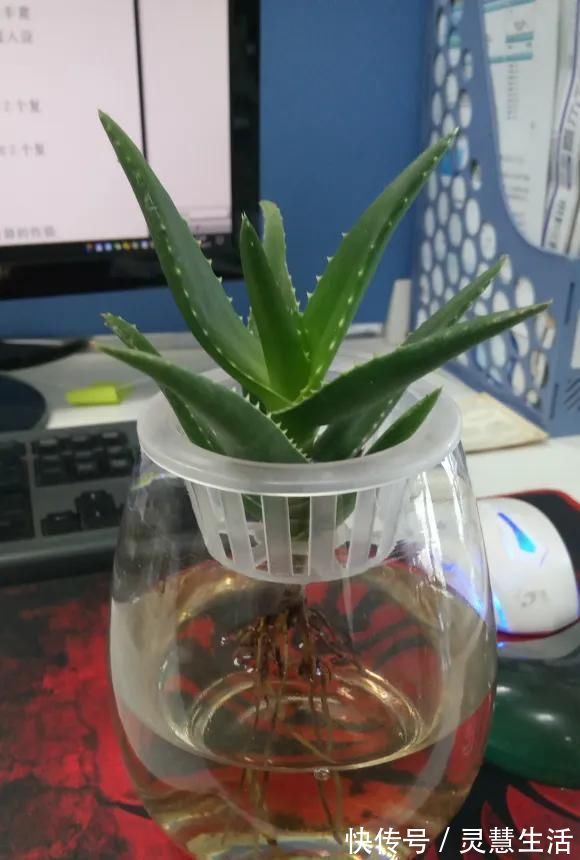 这3种花养不好,赶紧扔水里,越长越来劲