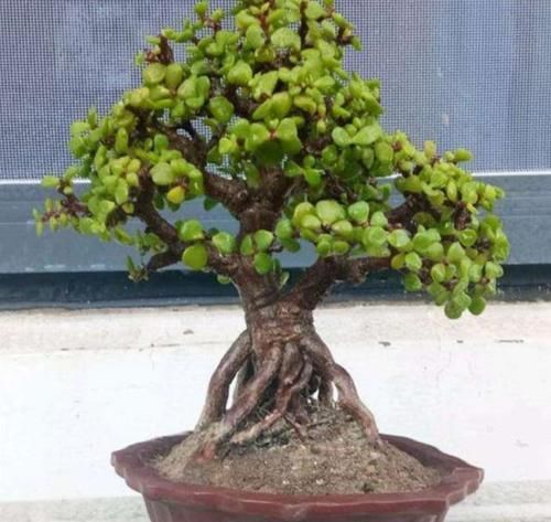 想将金枝玉叶养成身价高、颜值高盆景？3个技巧，凹出美丽造型