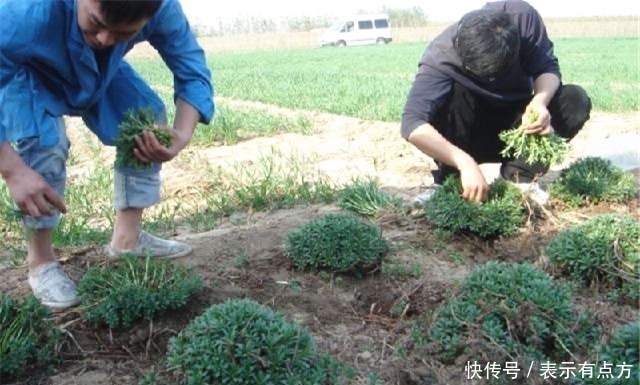 农村这种植物可以抵抗零下30度的低温，具有让人意想不到的疗效