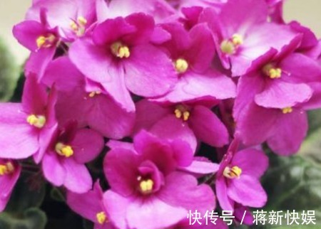 新手养花,不如养盆花中精品“彩纸口红”,花开如唇彩,清新秀丽