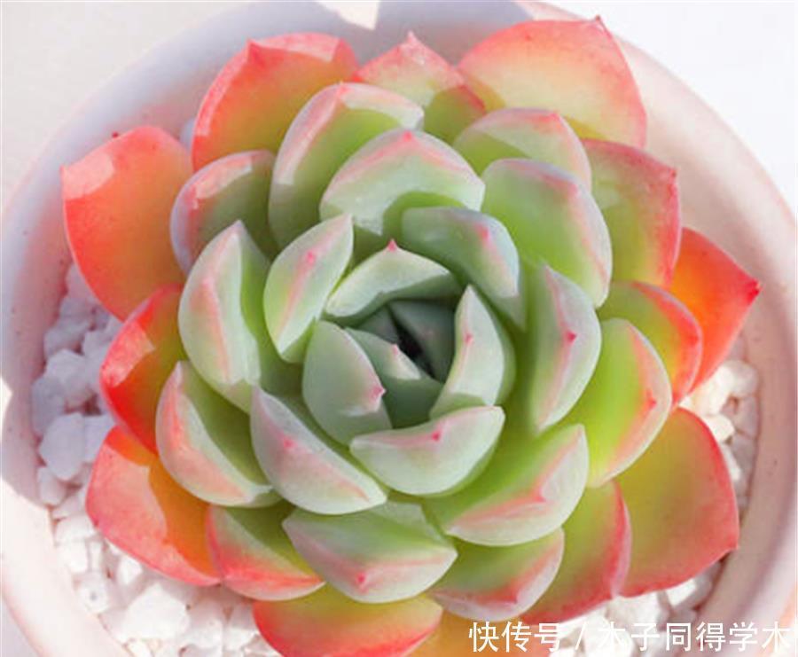 多肉中的“清纯女王”,清秀优雅养护简单,做好5要点,晶莹剔透