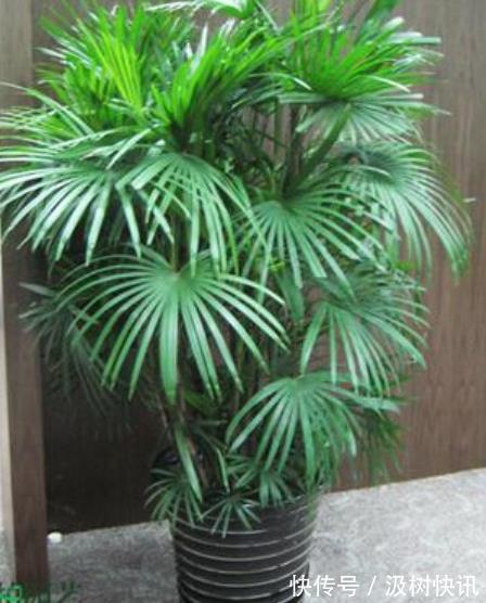 3种鲜花花旺人不旺,家里养了赶紧搬出去,新手别忽视