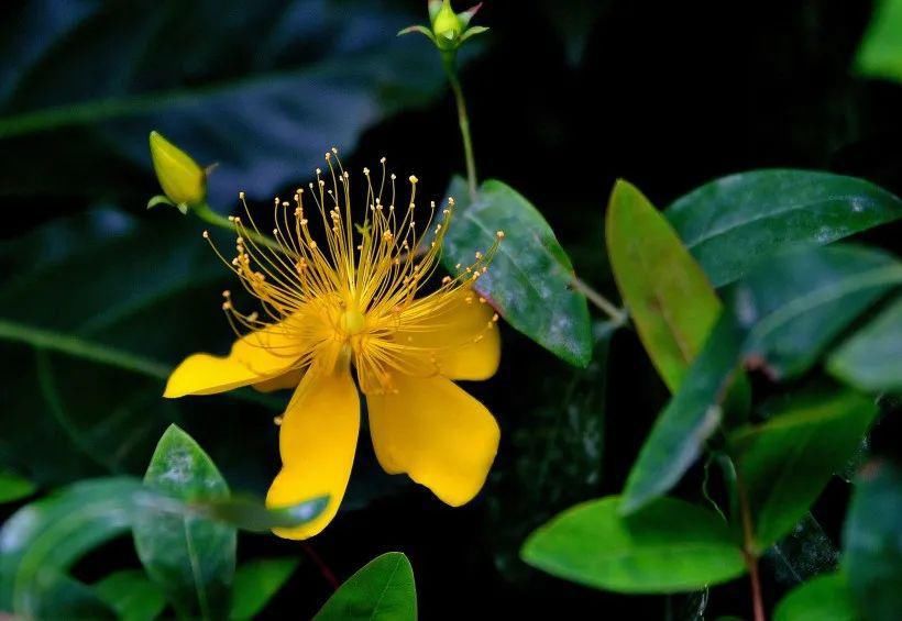  蔡松|轻如红豆排冰雪，一拂新鹅色更奇