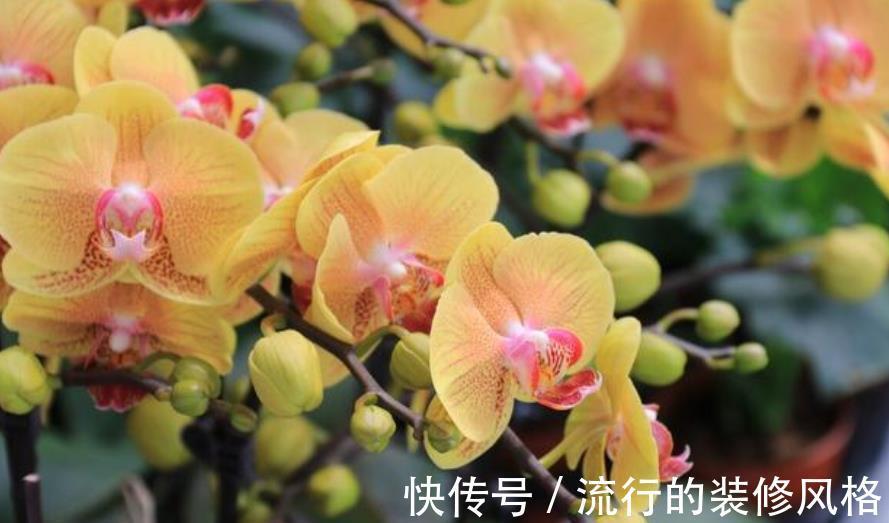 公认难养的4种花，没点经验真的养不好，新手花友别轻易尝试