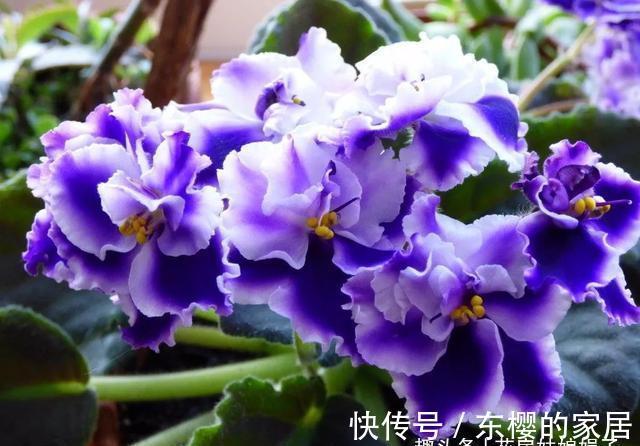 非洲堇|适合秋天养的7种花，好养易活，只要环境合适，爱开花，花期长