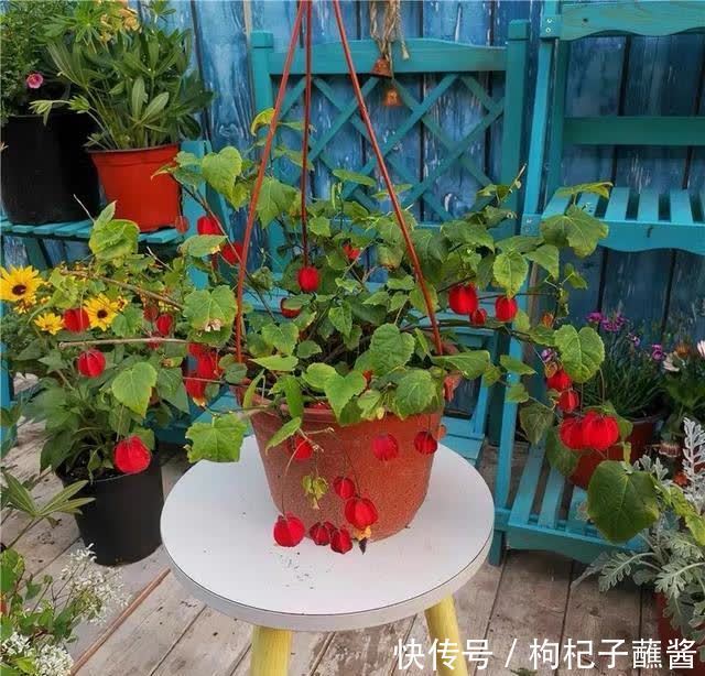 春天养蔓性风铃花,做好这几件事,枝头挂满“红灯笼”,漂亮极了